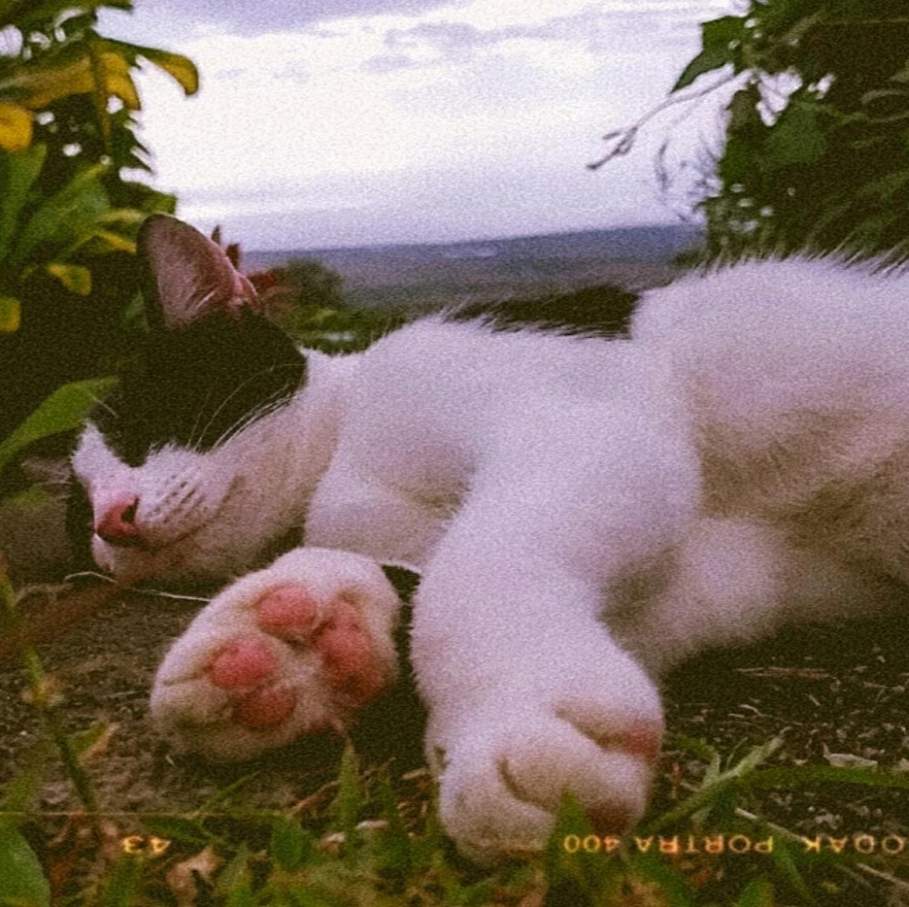 Meet your Posher, Ah'lyn